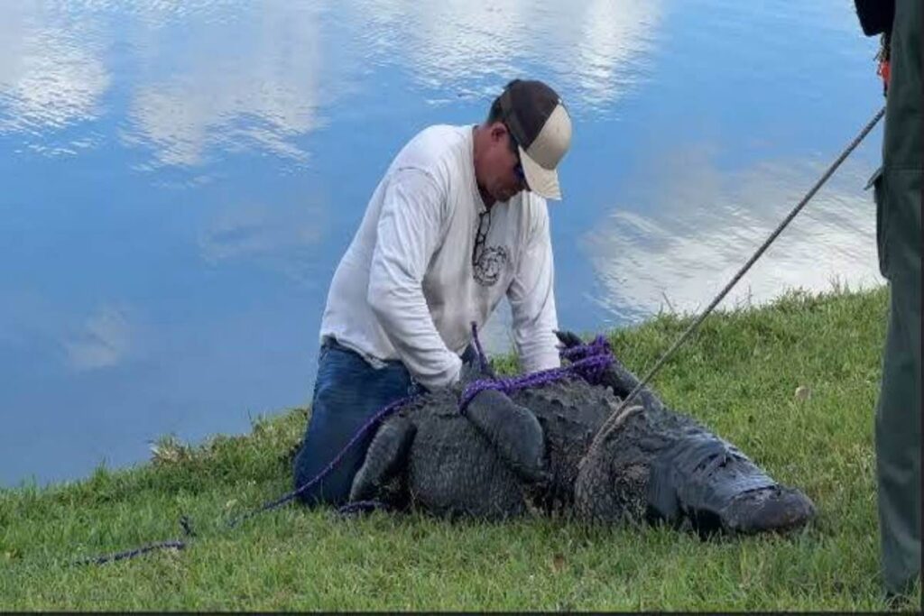 A picture of the alligator that attacked Gloria Serge