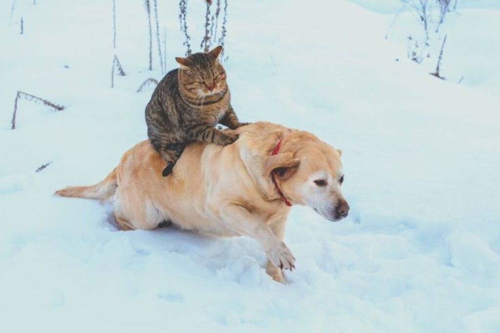 A picture of pets playing in the snow