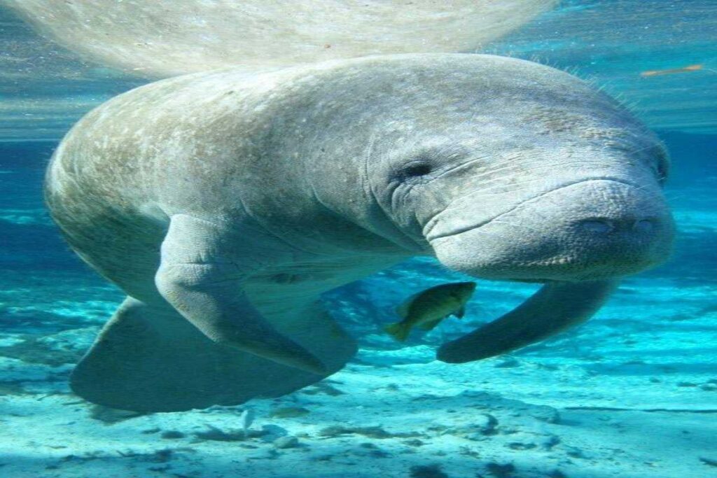 A picture of a Manatee