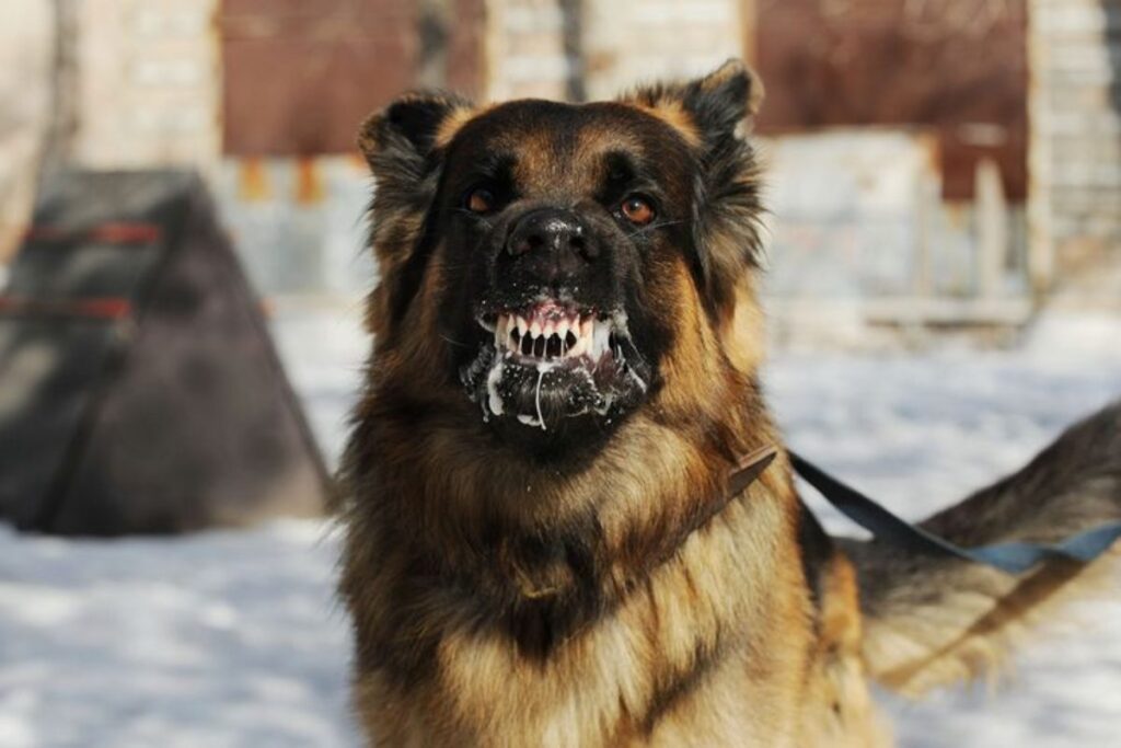 A picture of a dog with rabies