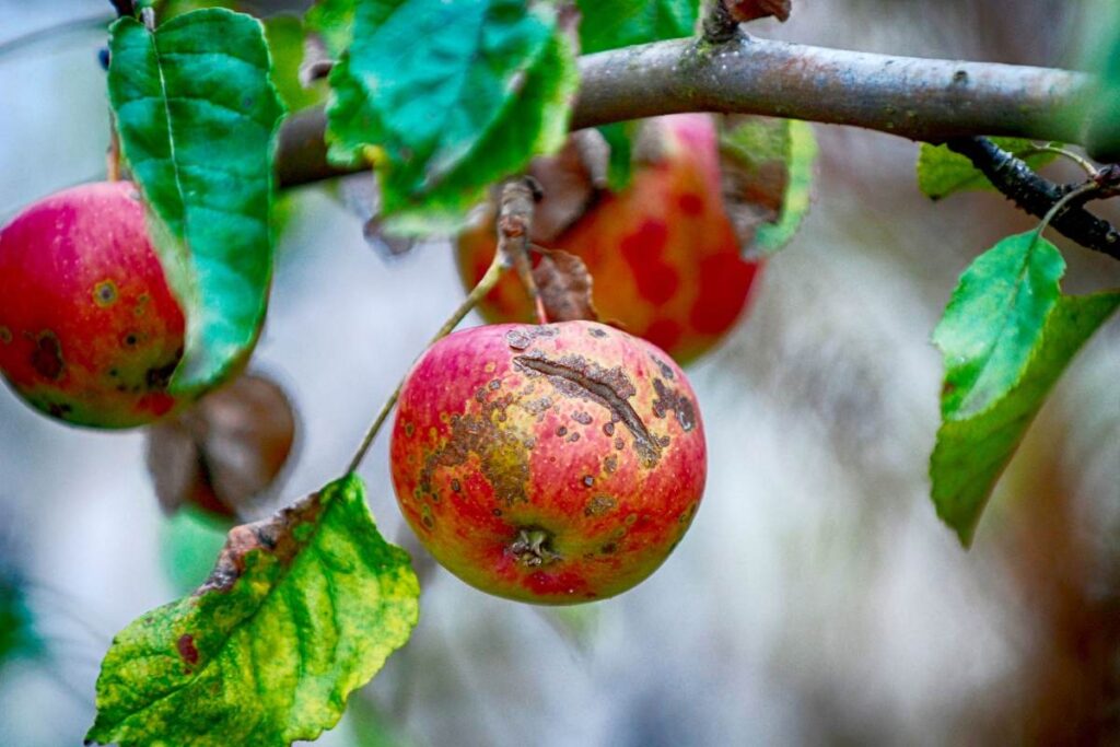 A Picture of Apple Scab