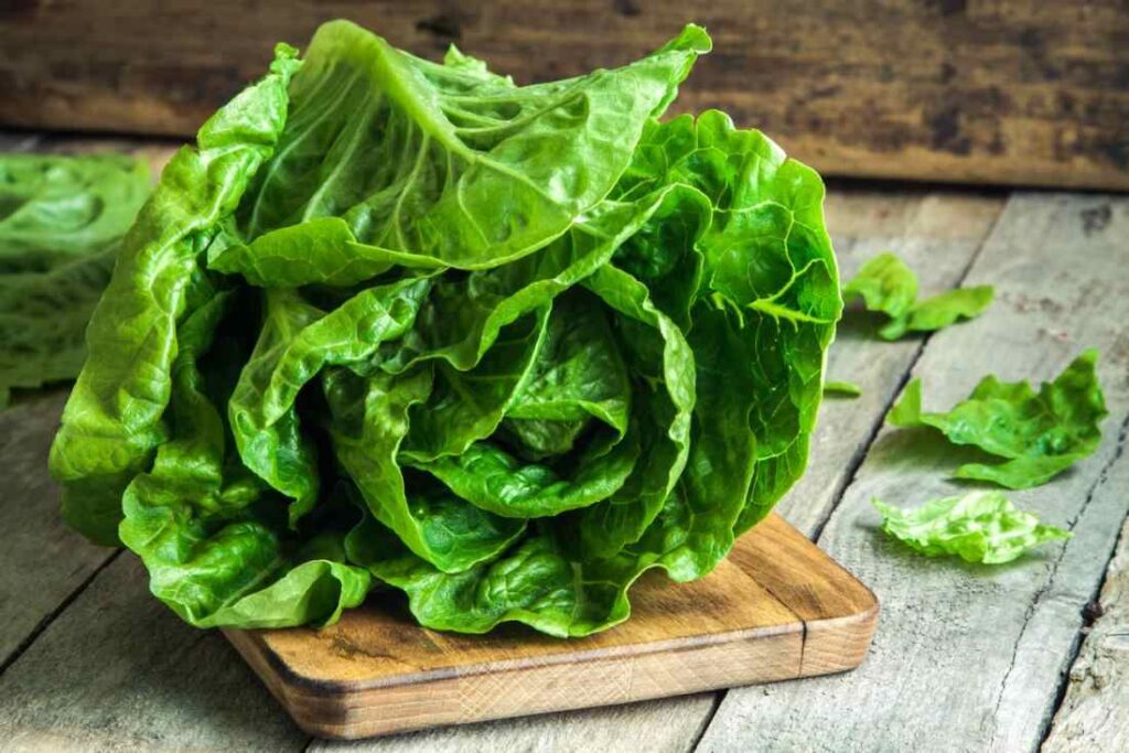 A Picture of Lettuce 