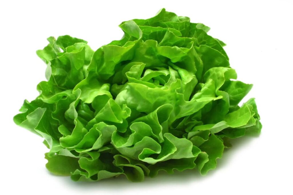 A Picture of Lettuce