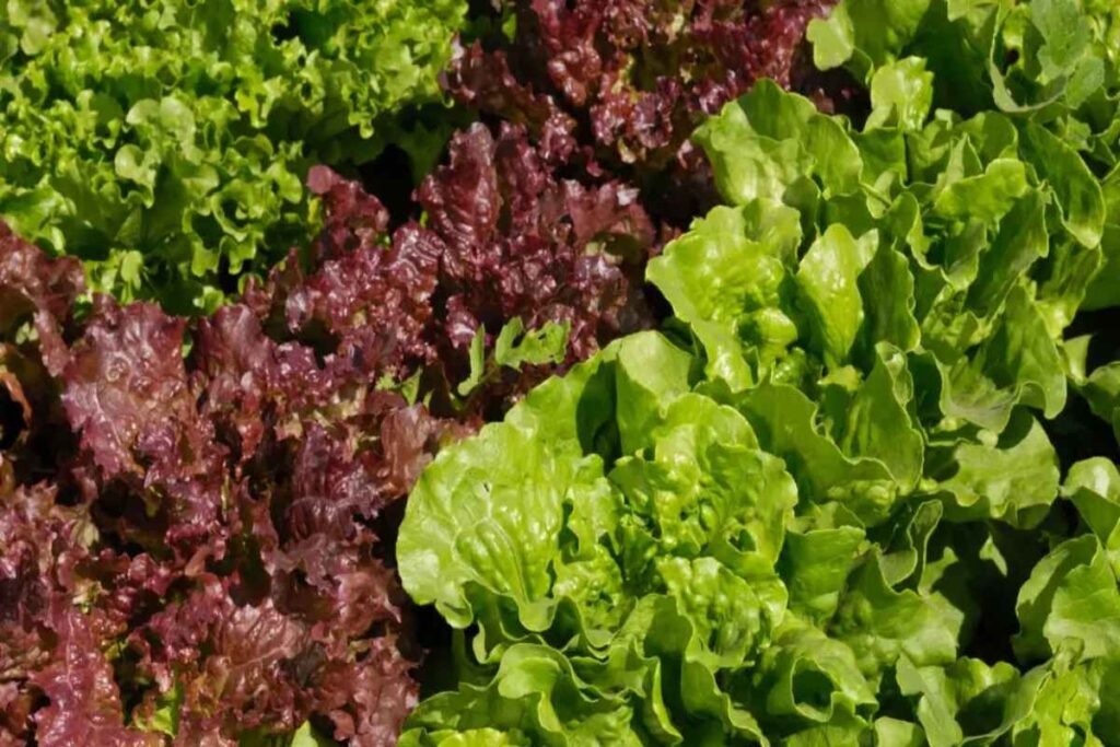 A Picture of the Varieties of Lettuce