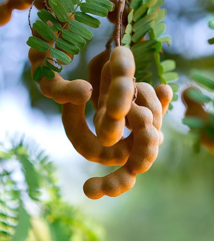 A picture of Tamarind