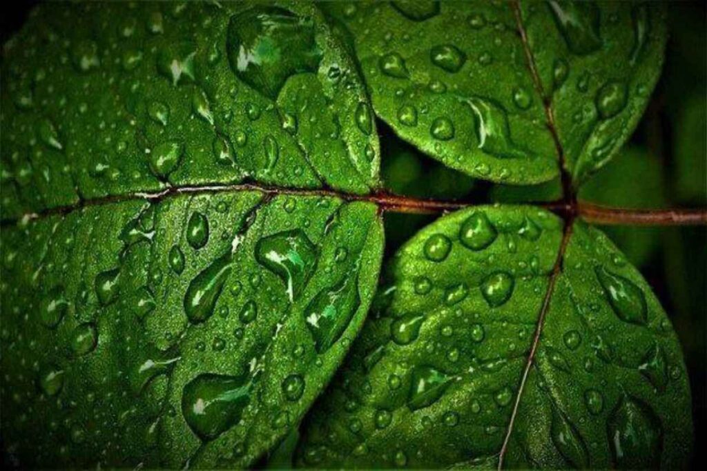 A picture of Chlorophyll in Plants