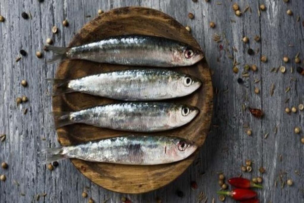 A Picture of Forage Fish