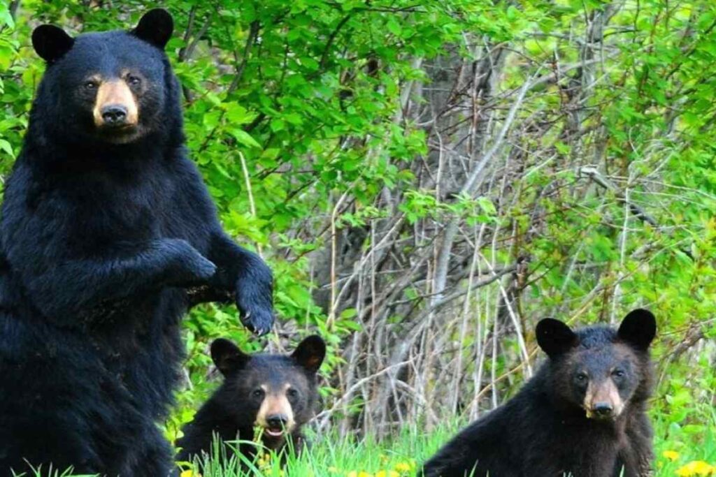 A Picture of Bears