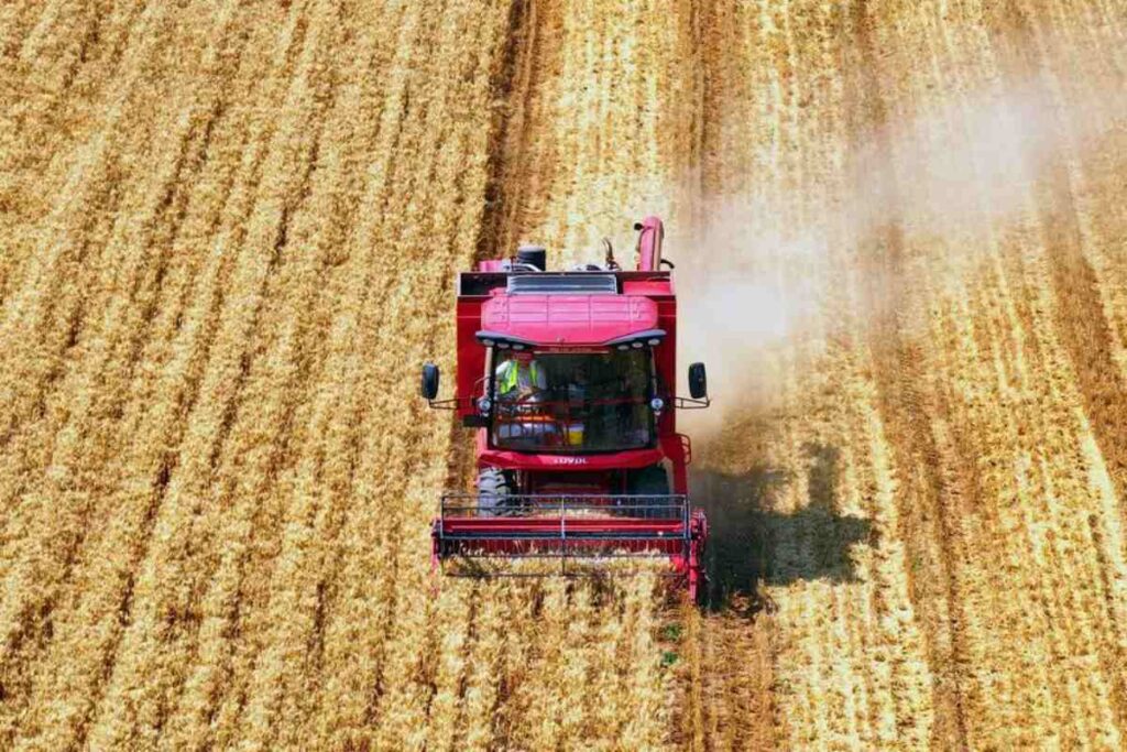 A Picture of a Wheat Farm