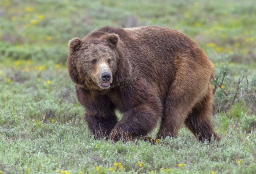 A Picture of a Bear