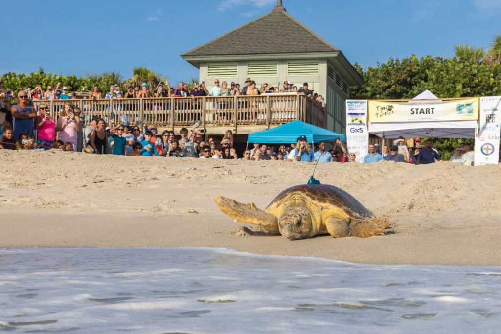 A Picture of a Dreamy Beach Resort 