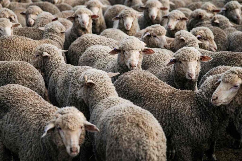 A Picture of Sheep