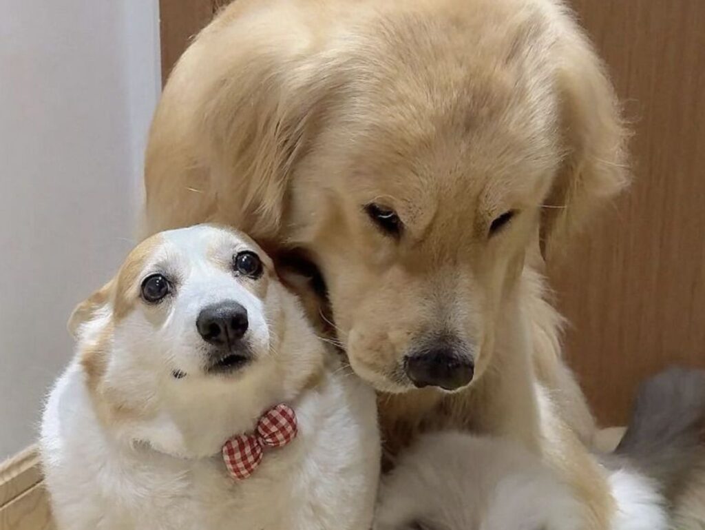 A Picture of Dogs