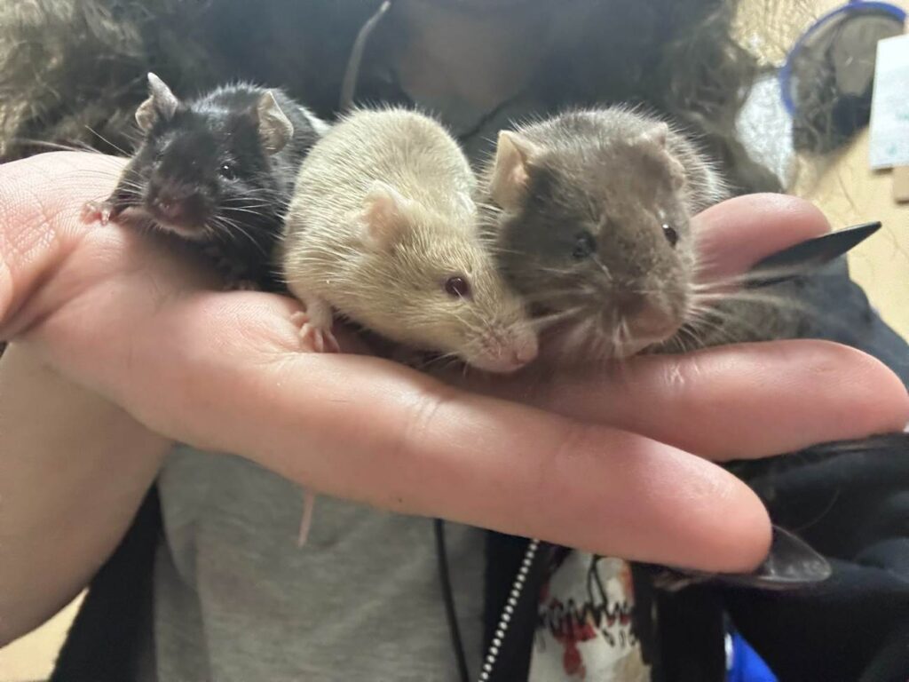 A Picture of Rodents