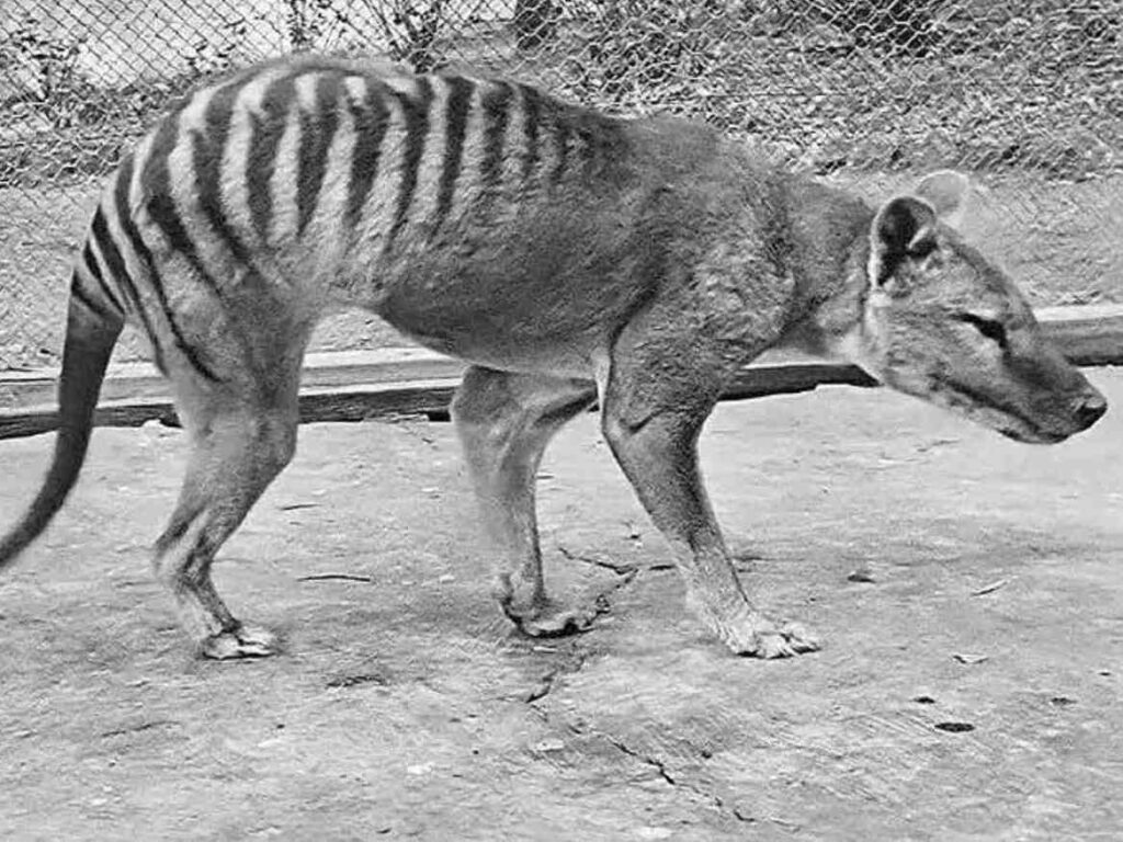 A Picture of a Tasmanian Tiger