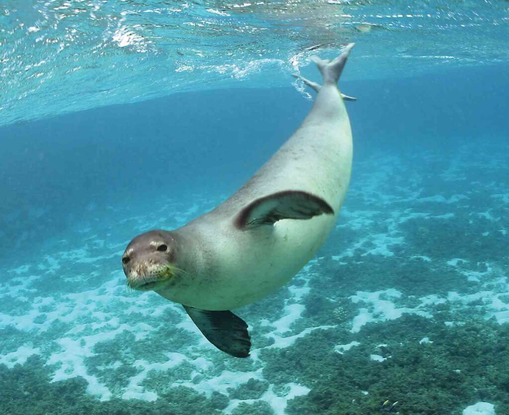 A Picture of a Seal