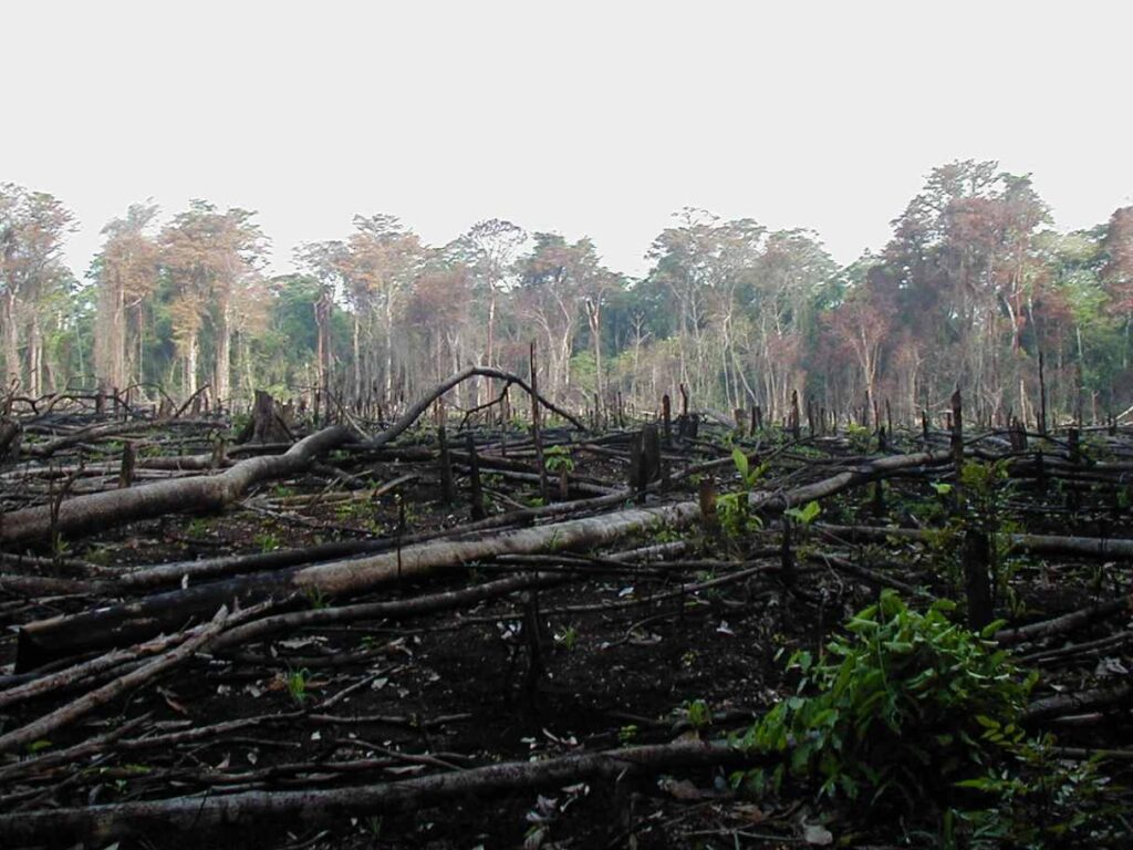 A Picture of a Ravaged Forest