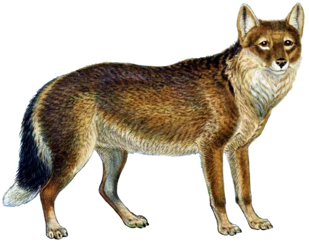 A Picture of a Wolf