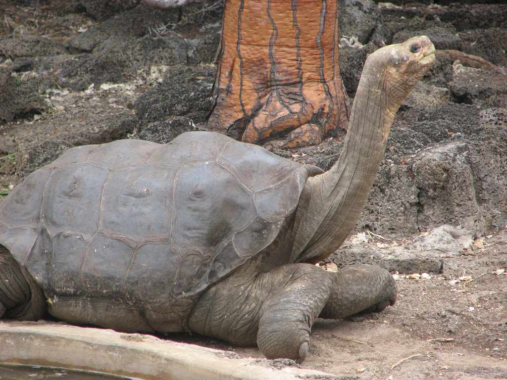 A Picture of a Tortoise