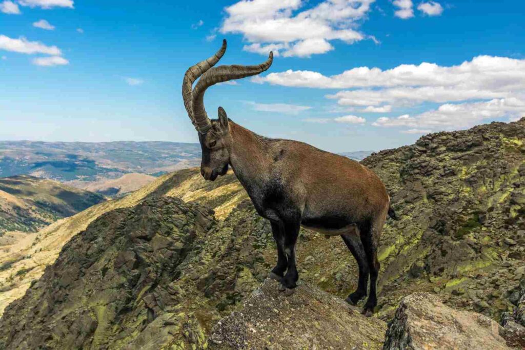 A Picture of a Pyrenean Ibex