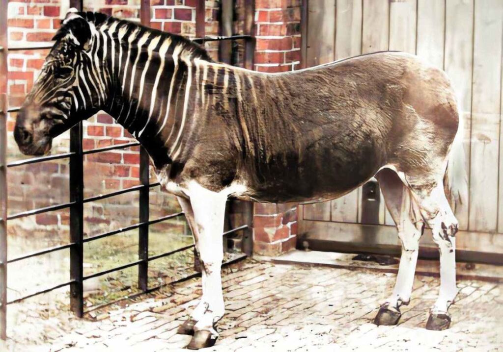 A Picture of a Quagga