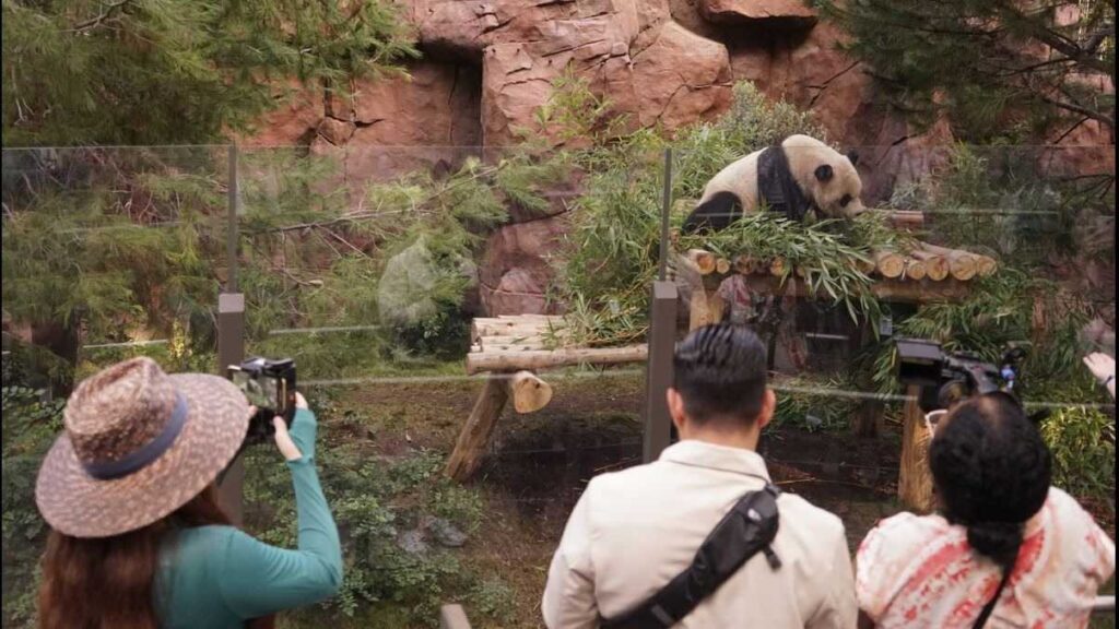 People observing a giant panda in the zoo