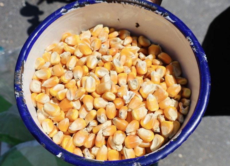 Corn kernels in a bowl