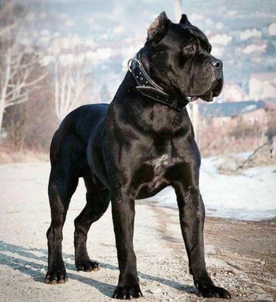 Cane Corso