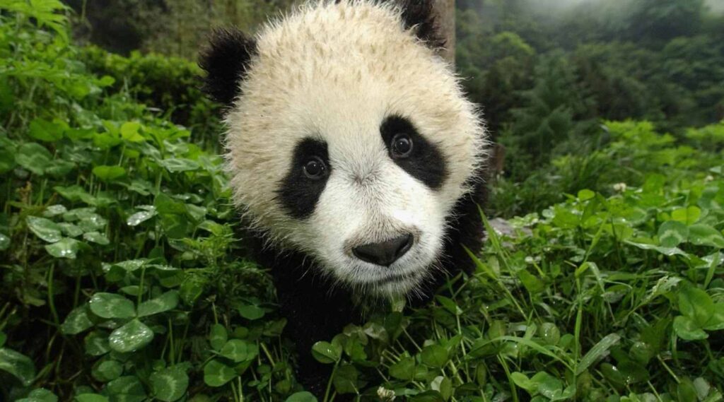 A closeup of a panda in a forest