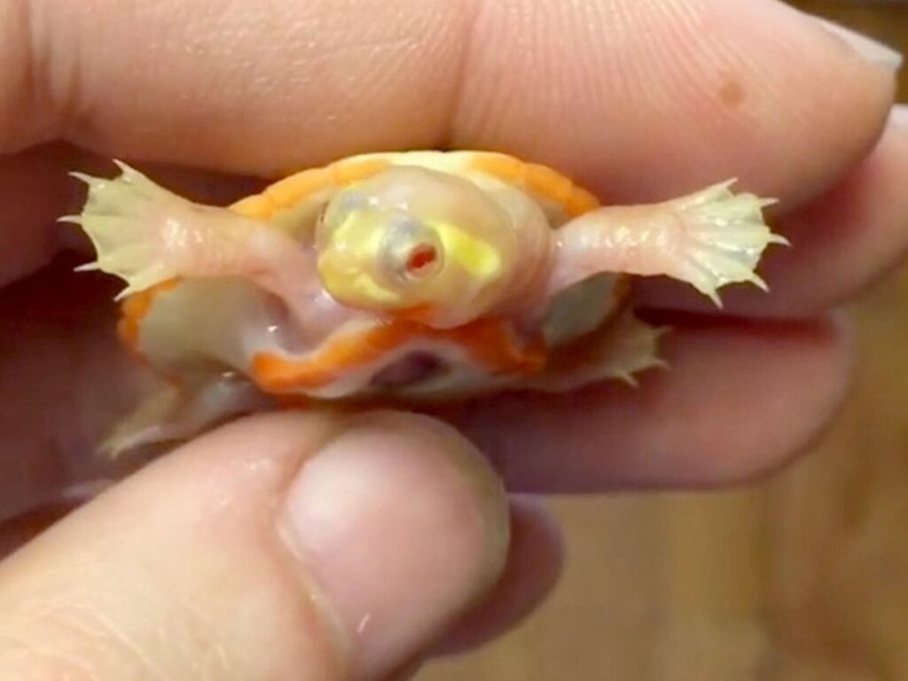 A Picture of an Albino Turtle