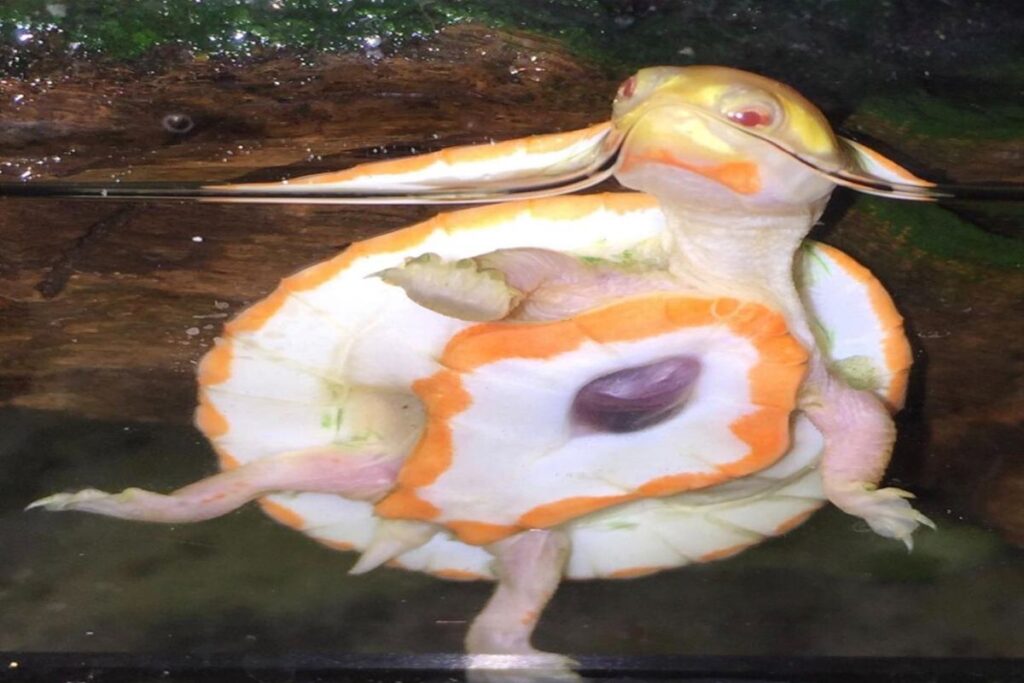 A Picture of an Albino Turtle