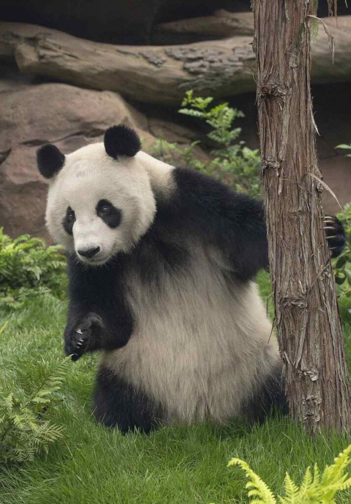 A giant panda pictured in its enclosure