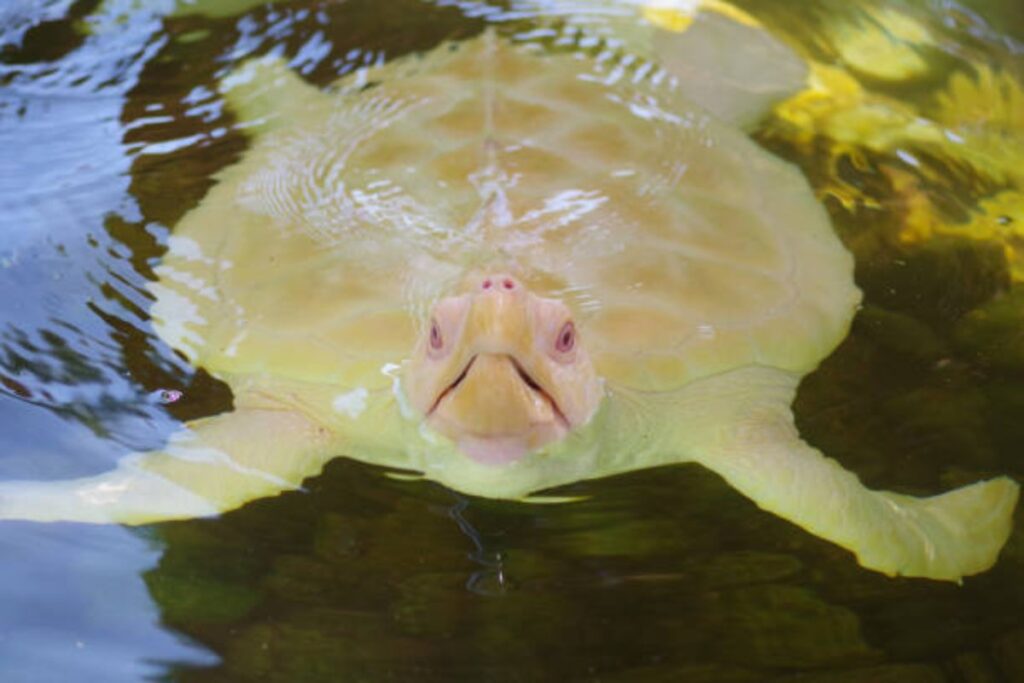 A Picture of an Albino Turtle