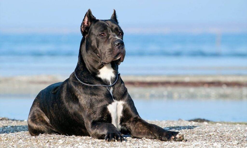 A cane corso