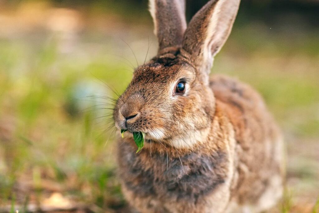 A Picture of a Rabbit