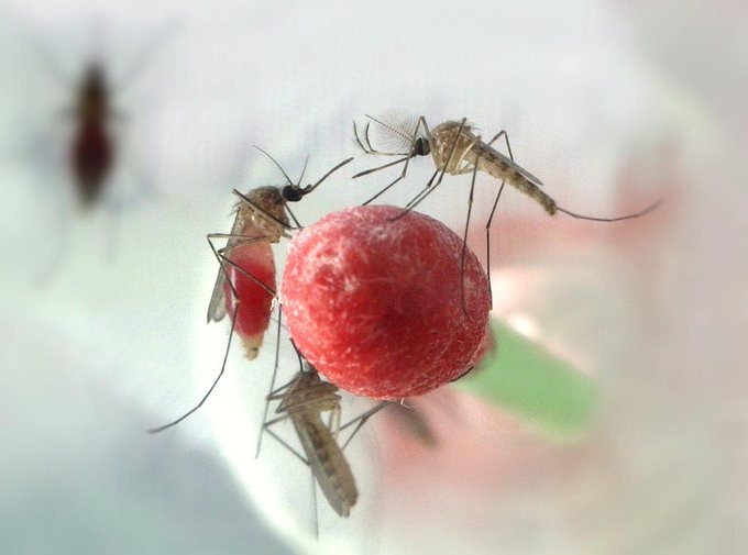 Mosquitoes perched on fruit