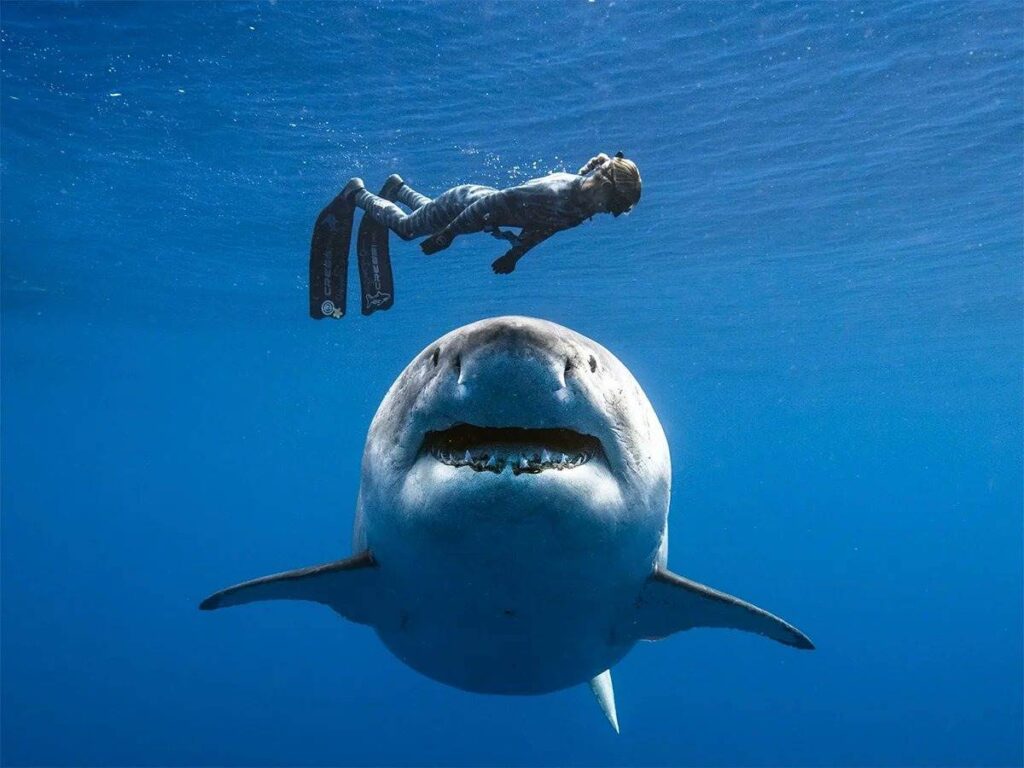 A diver and a shark in the ocean