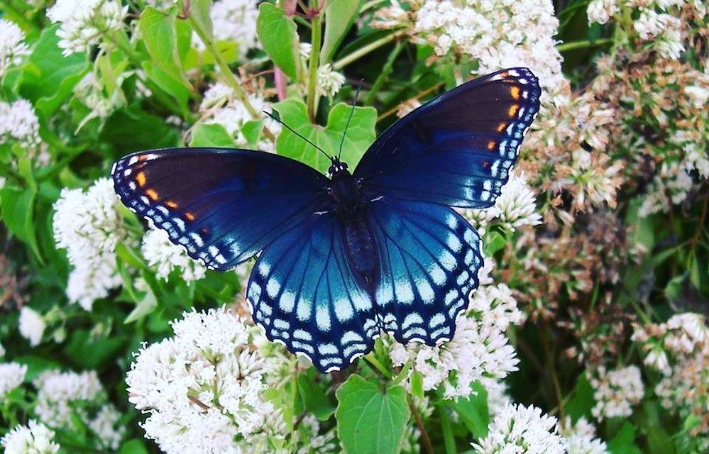 A butterfly resting on a perch of flowers