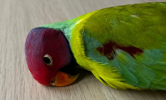 An unmoving parakeet 