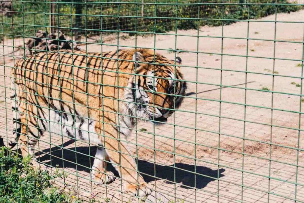 A tiger behind a cage