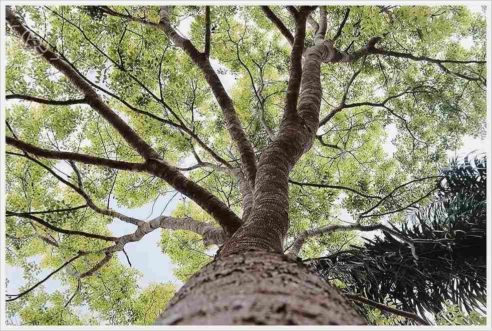 A view of a big tree from the trunk up