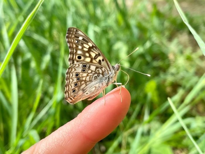 A butterfly perched on a human finger