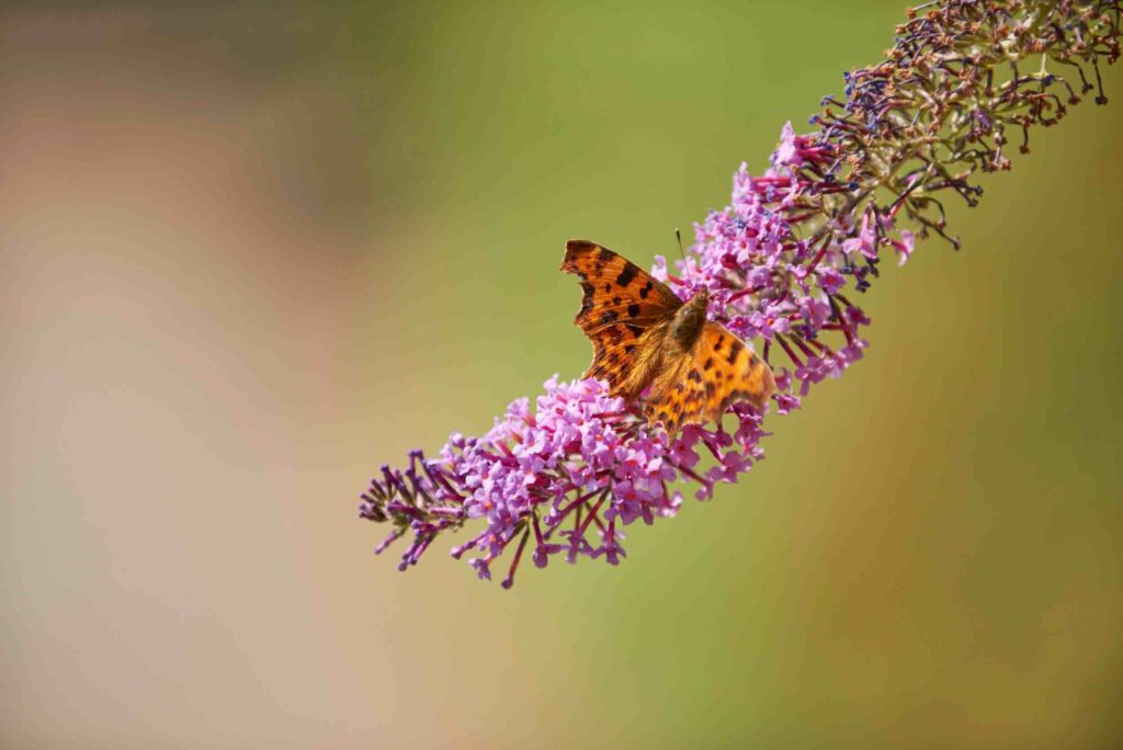 A butterfly on a bunch of flowers