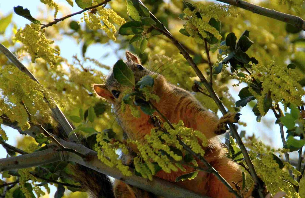 A squirrel captured in a tree 