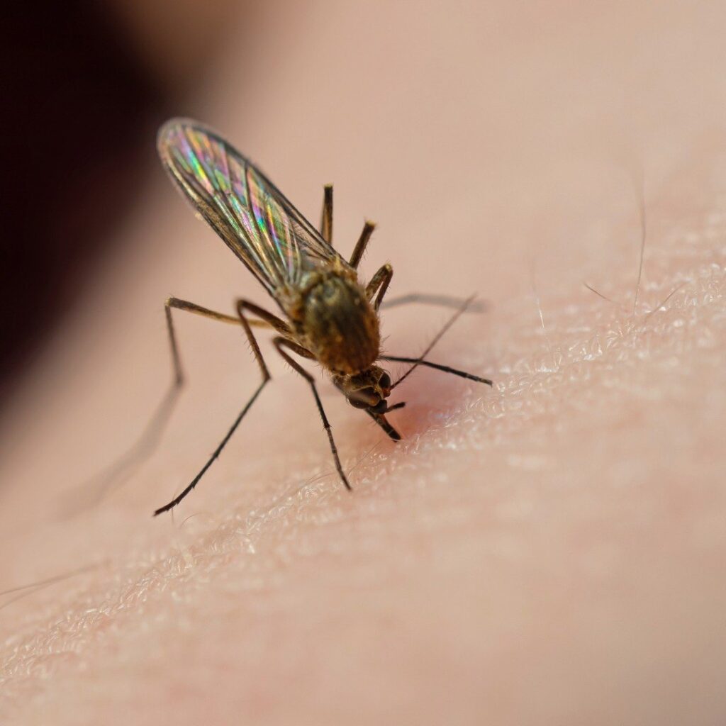 A mosquito feeding on human blood