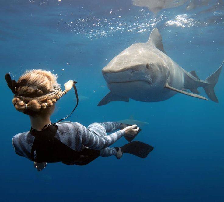 A diver and a shark