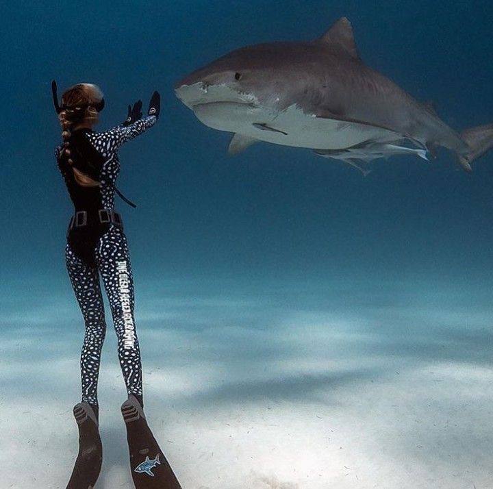 A diver and a shark