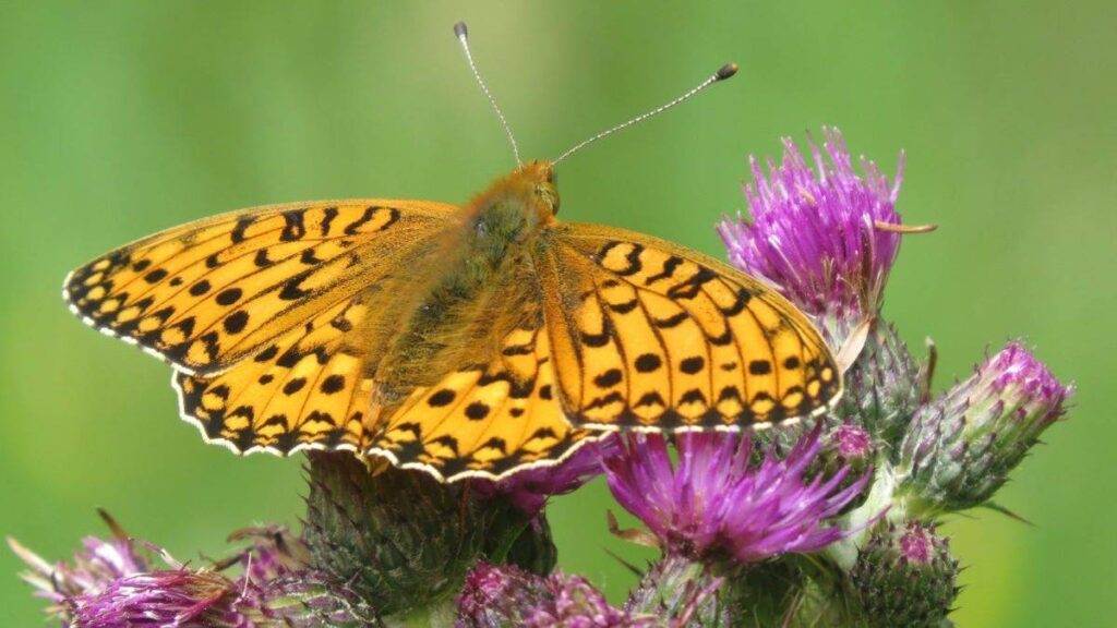 A butterfly resting on purple flowers